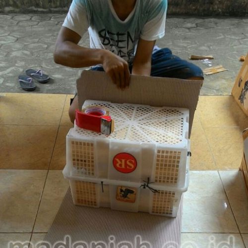 Toko Alat Peraga Edukasi Kediri