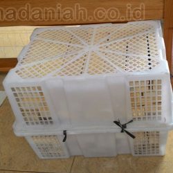 Toko Alat Peraga Edukasi Kalisat Jember