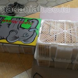 Toko Alat Peraga Edukasi Hulu Sungai Kalimantan Selatan Toko Alat Peraga Edukasi Hulu Sungai Kalimantan Selatan