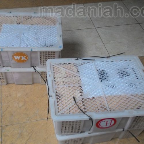 Toko Alat Peraga Edukasi Kangkung Kendal Toko Alat Peraga Edukasi Kangkung Kendal