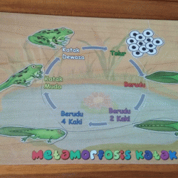 Alat Peraga Edukasi Puzzle Metamorfosa