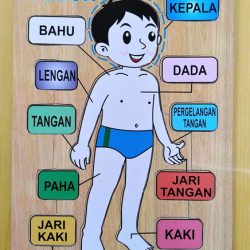 Alat Peraga Edukasi Puzzle Anatomi Tubuh