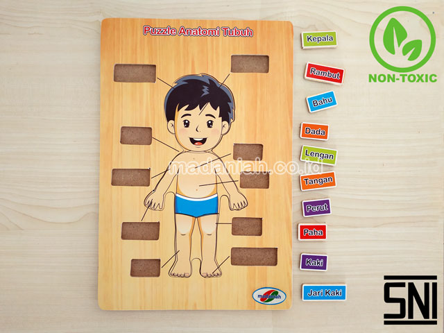 Distributor Puzzle Kayu Anatomi Tubuh Sulawesi Utara Distributor Puzzle Kayu Anatomi Tubuh Sulawesi Utara