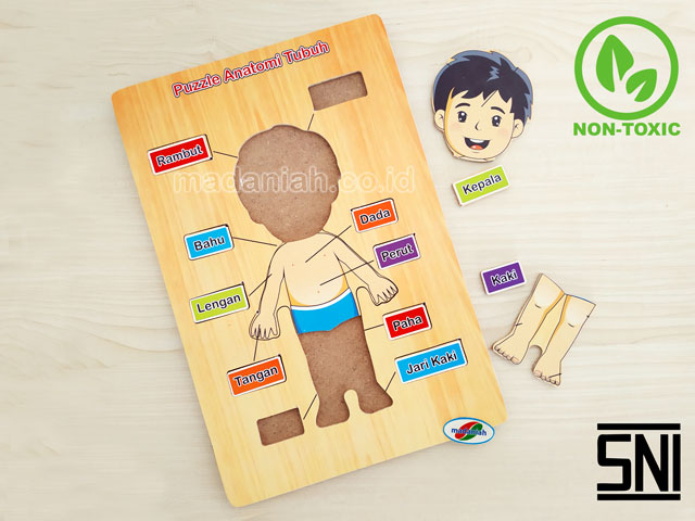 Distributor Puzzle Kayu Anatomi Tubuh Kalimantan Utara