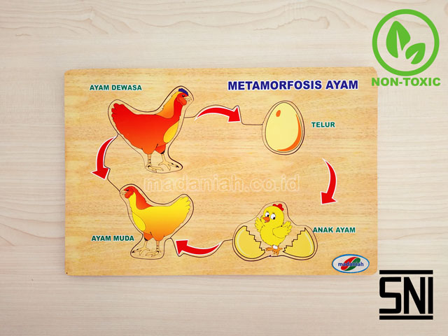 Distributor Puzzle Kayu Metamorfosa Ayam Kalimantan Tengah