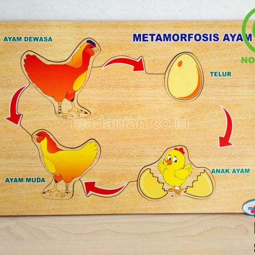 Distributor Puzzle Kayu Metamorfosa Ayam Lampung