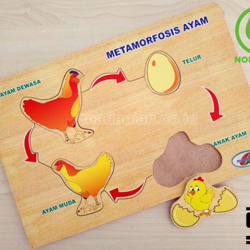 Distributor Puzzle Kayu Metamorfosa Ayam Sulawesi Utara Distributor Puzzle Kayu Metamorfosa Ayam Sulawesi Utara