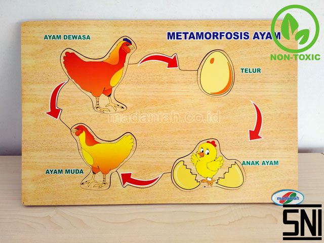Distributor Puzzle Kayu Metamorfosa Ayam Yogyakarta