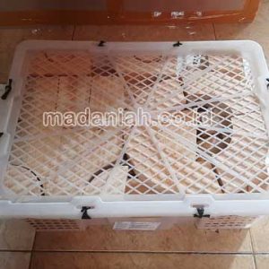 Produsen Alat Peraga Edukatif Balok PDK Natural Pinus Prambon Produsen Alat Peraga Edukatif Balok PDK Natural Pinus Prambon